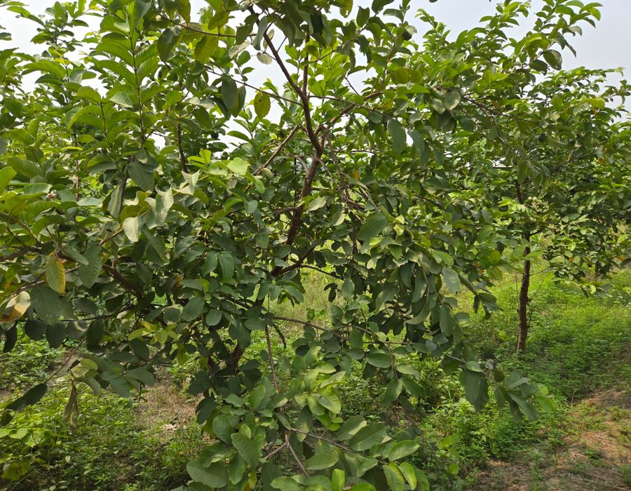 Guava trees in fruit at the Khet Chalo orchard
